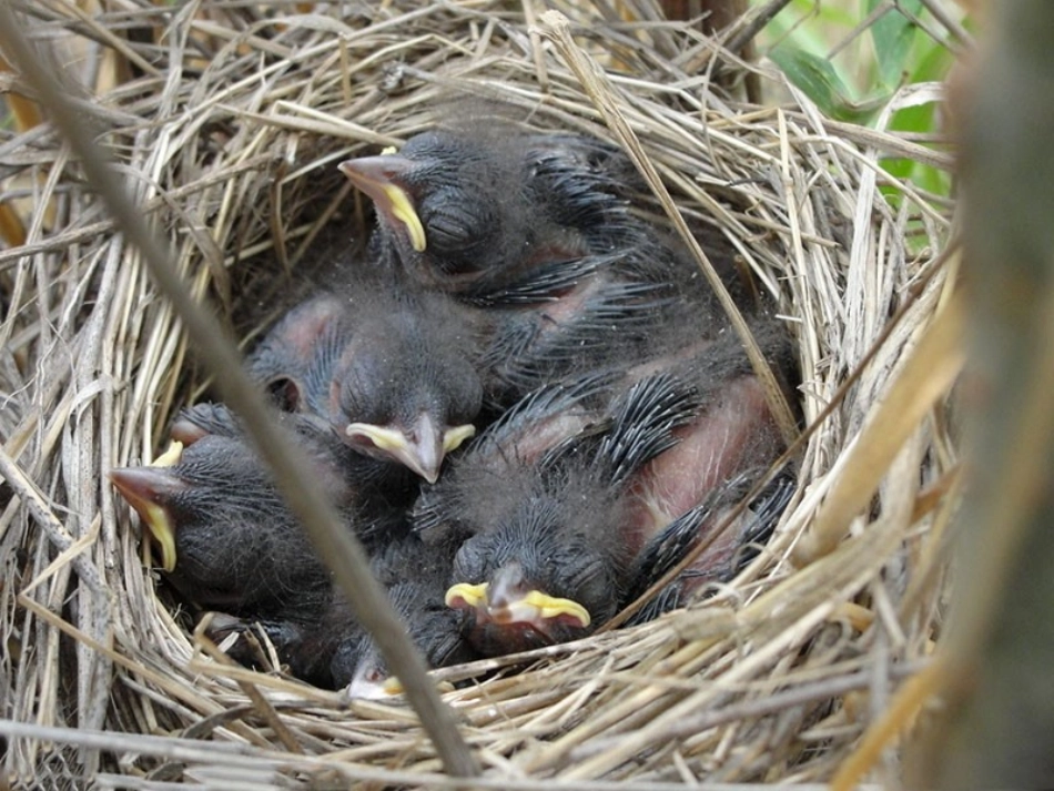 《帽子和鸟窝》课件_第3页