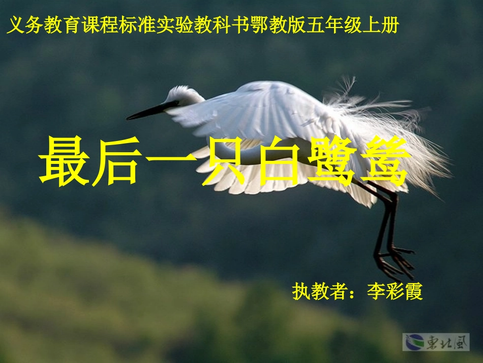 《最后一只白鹭鸶》_第1页