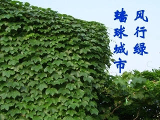环球城市风行绿墙
