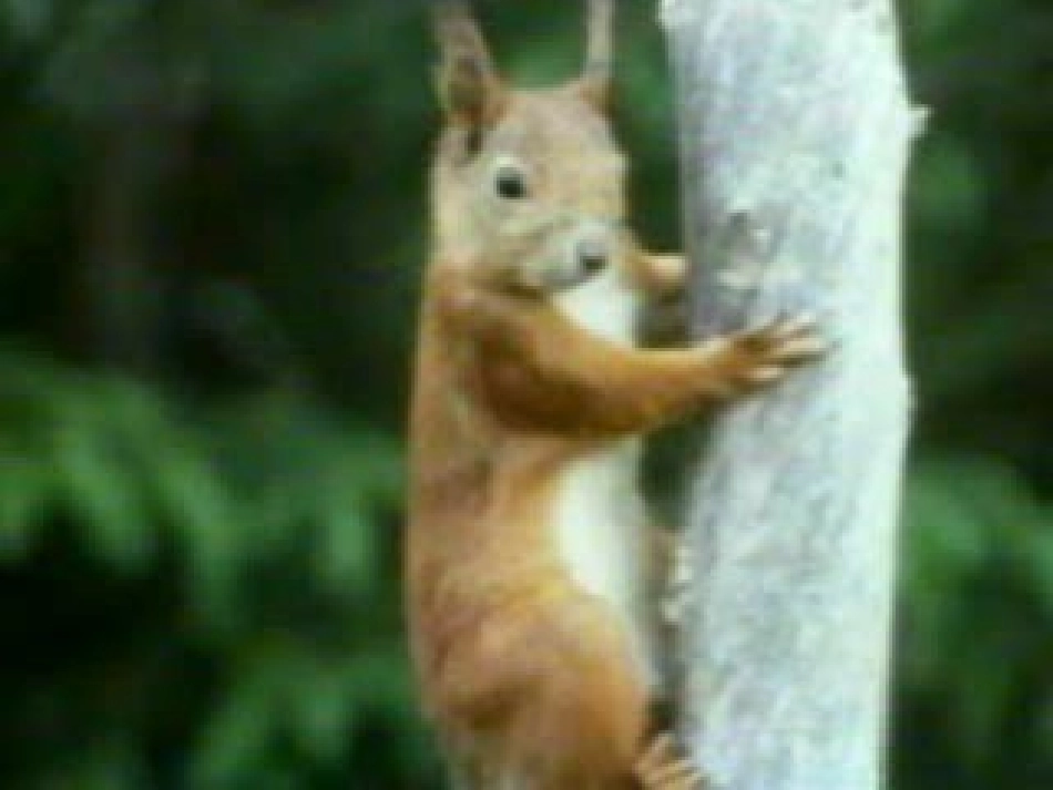 松鼠第一课时_第3页