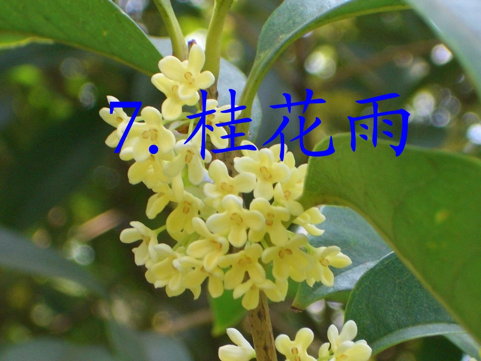 7.桂花雨修改1_第1页