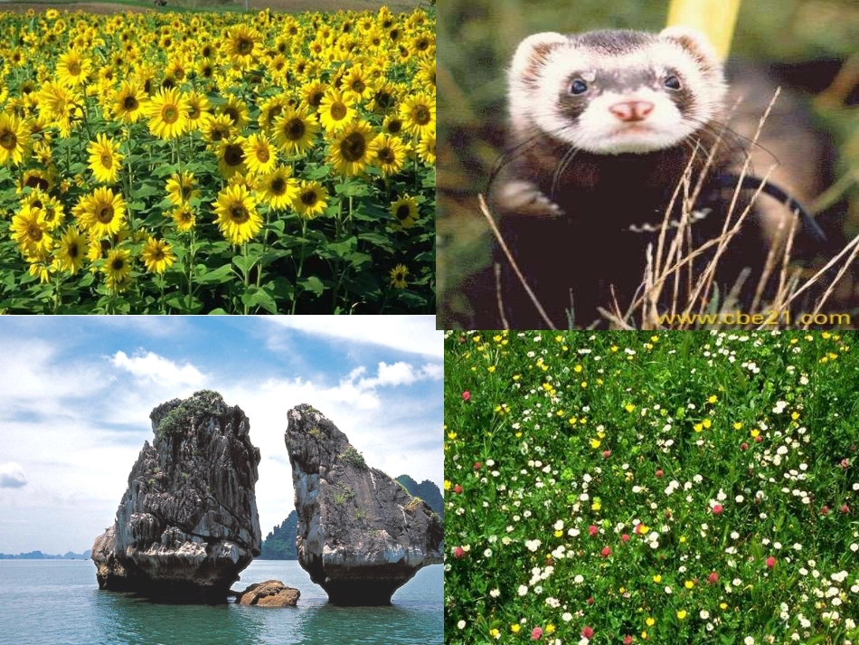 做环保小卫士_第2页