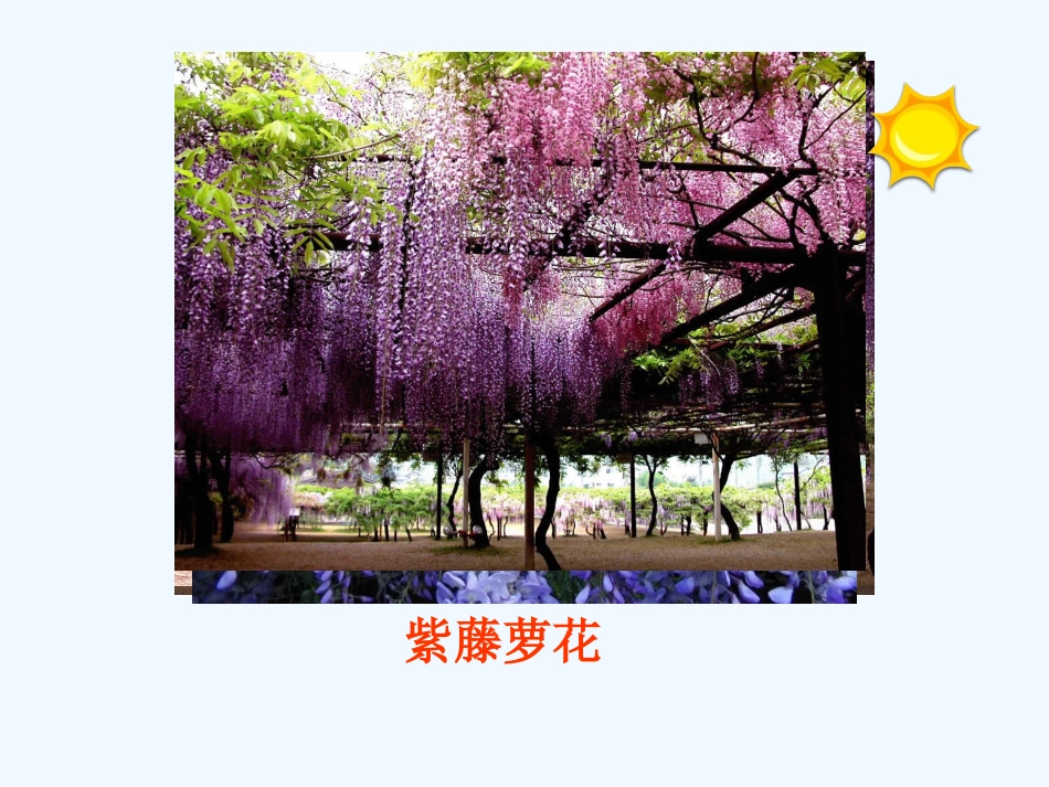 (部编)初中语文人教2011课标版七年级下册《紫藤萝瀑布》课件_第2页