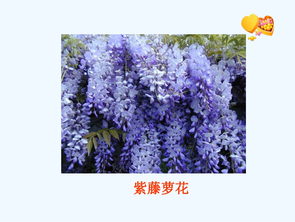 (部编)初中语文人教2011课标版七年级下册《紫藤萝瀑布》课件_第3页