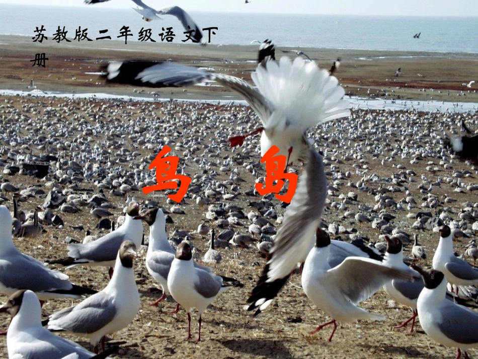 二年级语文下册《鸟岛》_第1页