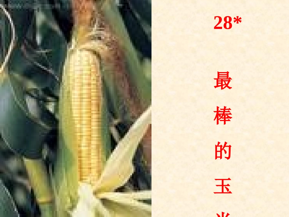 28最棒的玉米_第1页