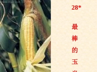 28最棒的玉米