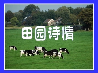 11田园诗情