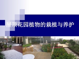屋顶花园植物的栽植与养护
