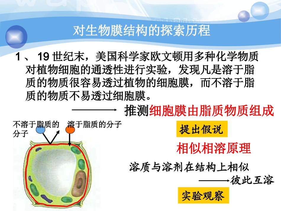 4.2-细胞膜的流动镶嵌模型_第2页