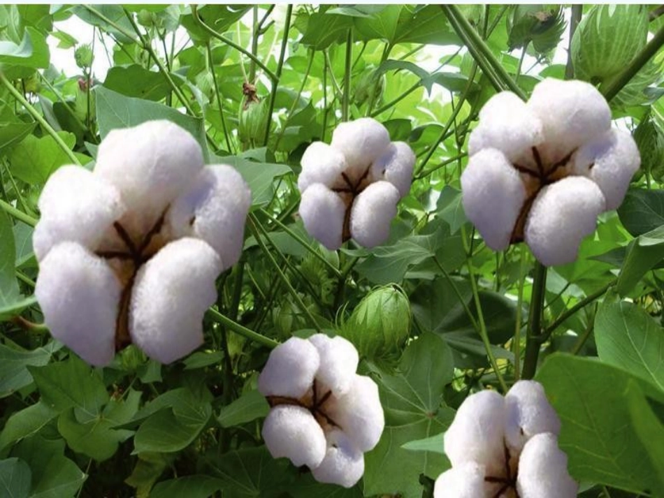 (部编)人教语文2011课标版一年级下册小学语文一年级下册第19课《棉花姑娘》课件-(4)_第2页