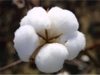 (部编)人教语文2011课标版一年级下册小学语文一年级下册第19课《棉花姑娘》课件-(4)