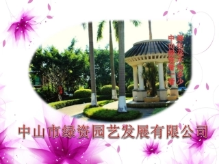 花木,园林绿化,广东花卉,花园绿化之希美丽,鸭脚木,洋金凤简介