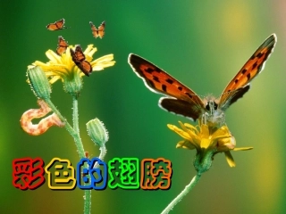 7彩色的翅膀ppt课件1