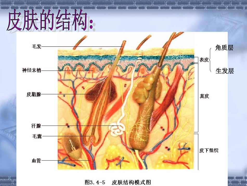 《第二节-汗液的形成和排出》课件4_第3页