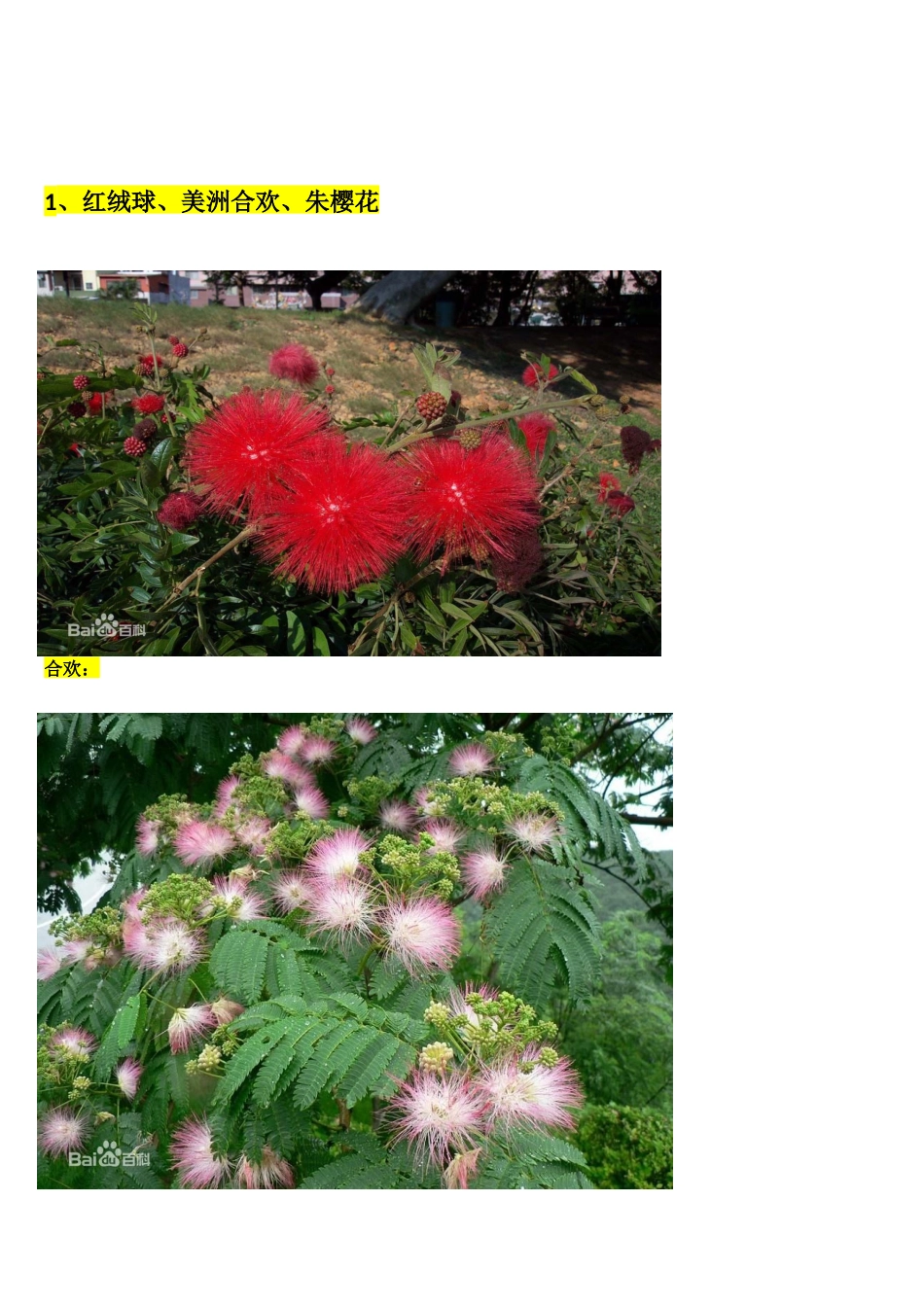 深圳街边常见花木_第3页