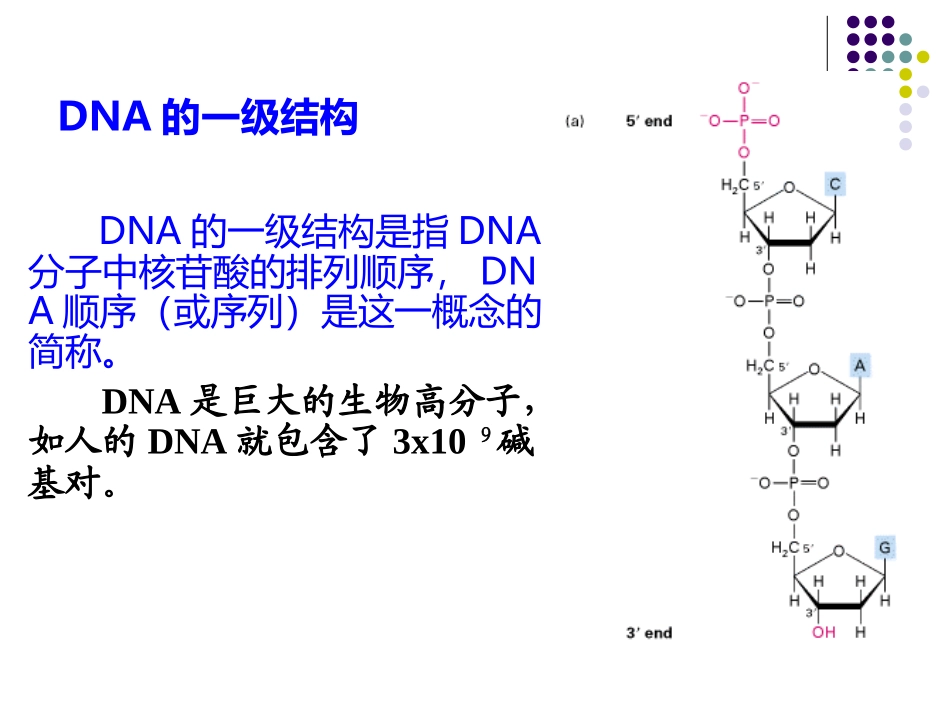 第三章  DNA双螺旋结构_第3页