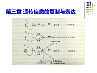 第三章  DNA双螺旋结构
