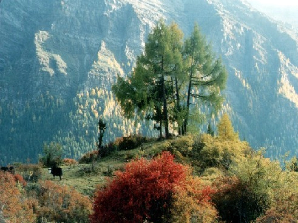 美丽的秋天课件_第3页