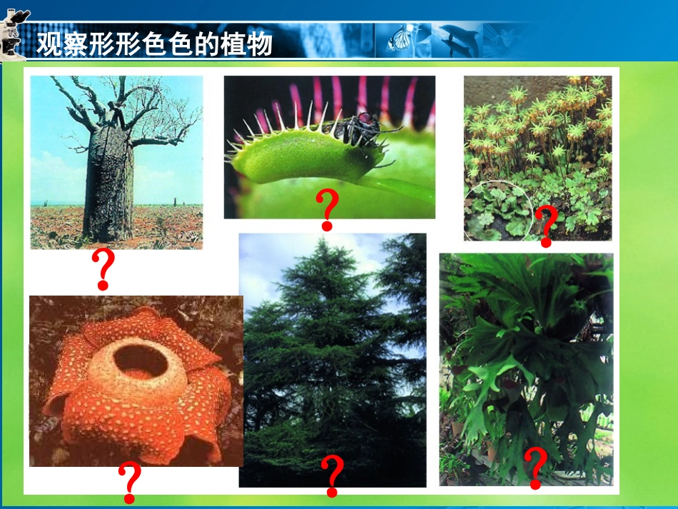 地面上的植物s_第3页