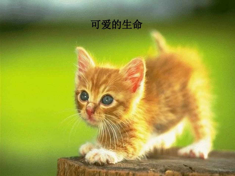 《美丽的生命》课件2_第3页