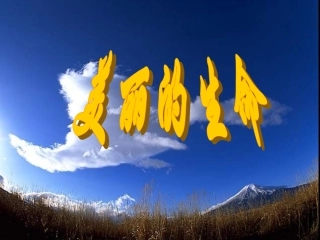 《美丽的生命》课件2