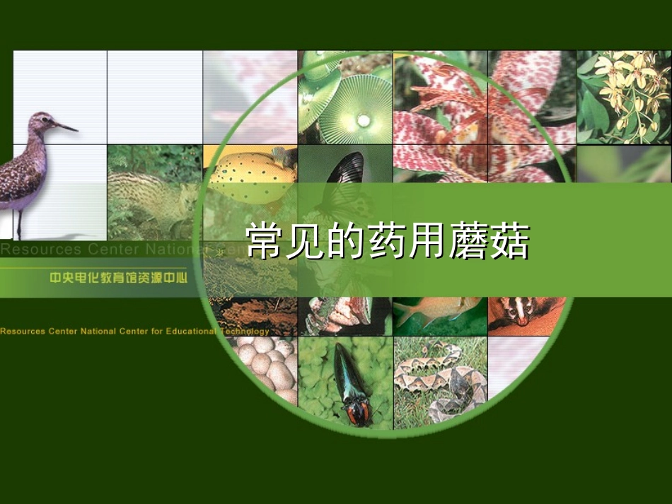 常见的药用蘑菇_第1页