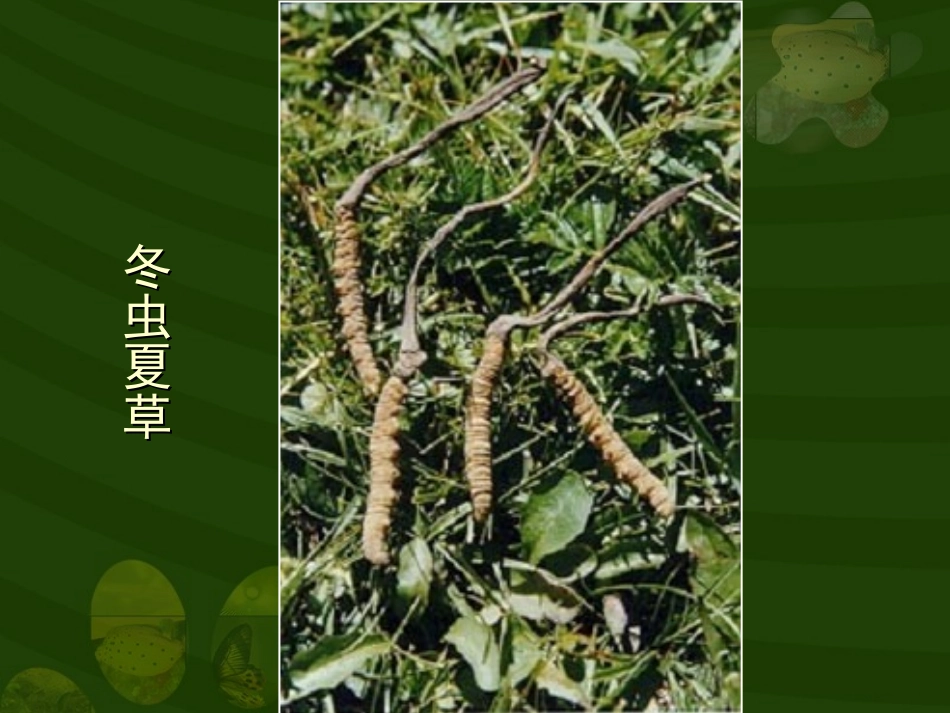 常见的药用蘑菇_第3页