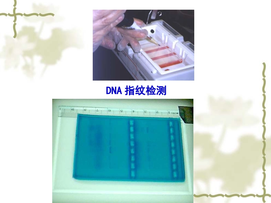 2.3遗传信息的携带者——核酸课件_第2页