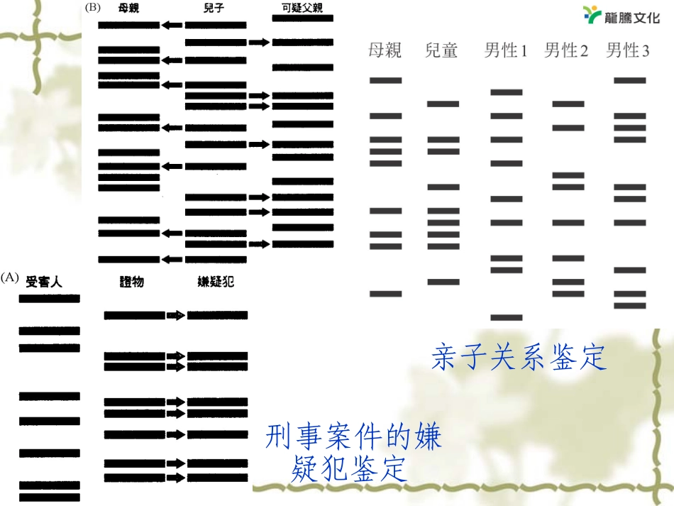 2.3遗传信息的携带者——核酸课件_第3页