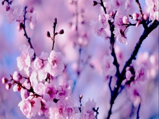 8.2-消元--解二元一次方程组(2)