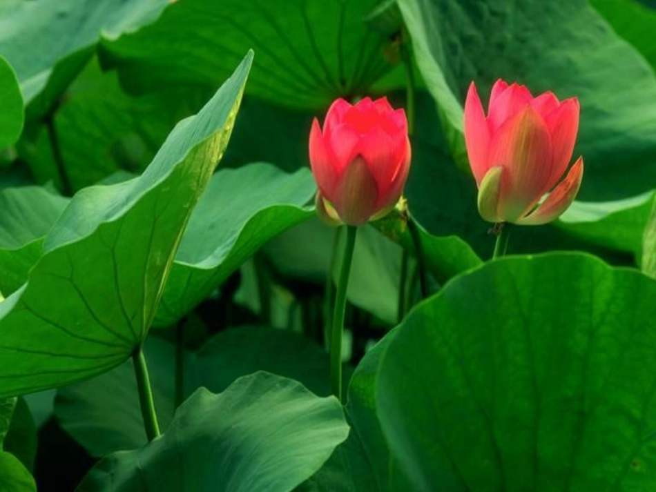 (部编)人教语文2011课标版一年级下册13荷叶圆圆-(4)_第3页