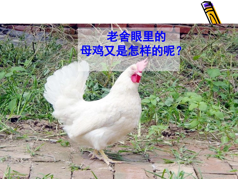 《母鸡》ppt1_第3页