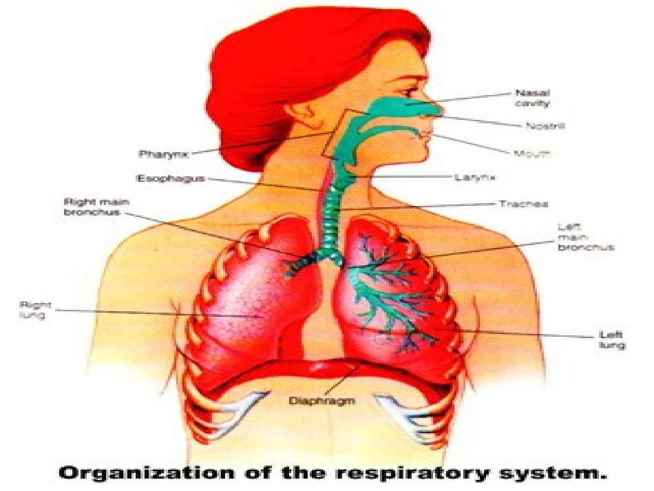 人工气道的建立_第2页
