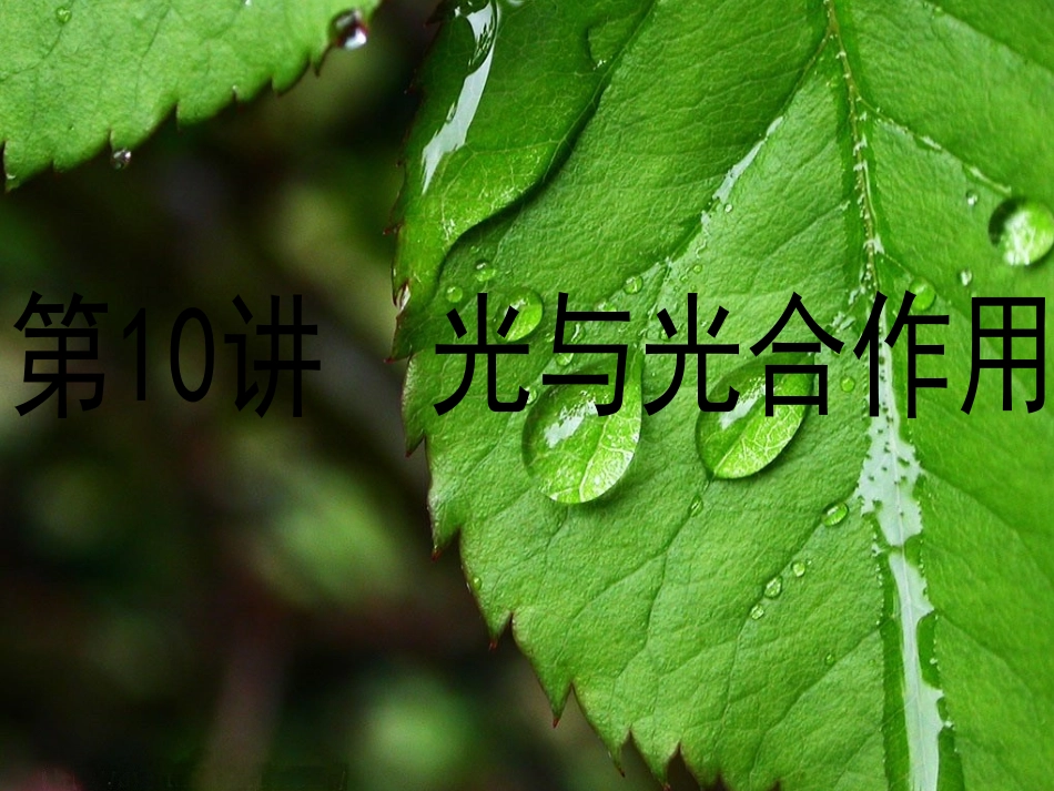 光与光合作用(第10讲)_第2页