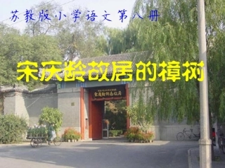 苏教版小学语文第八册《宋庆龄故居的樟树》第二课时PPT