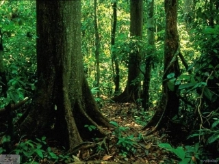 生态系统的稳定性课件(修改)