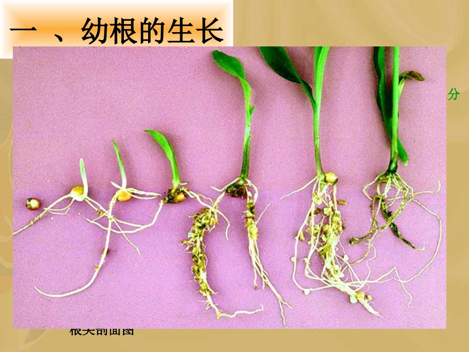 植株的生长课_第3页