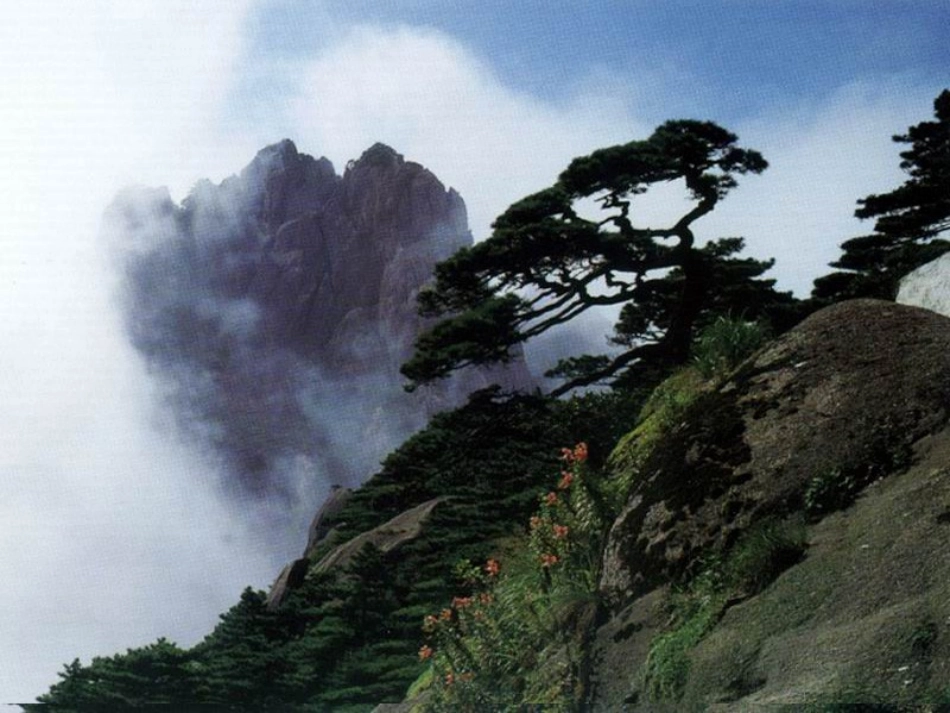 16黄山奇松ppt课件_第2页