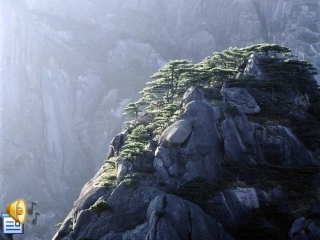 16黄山奇松ppt课件