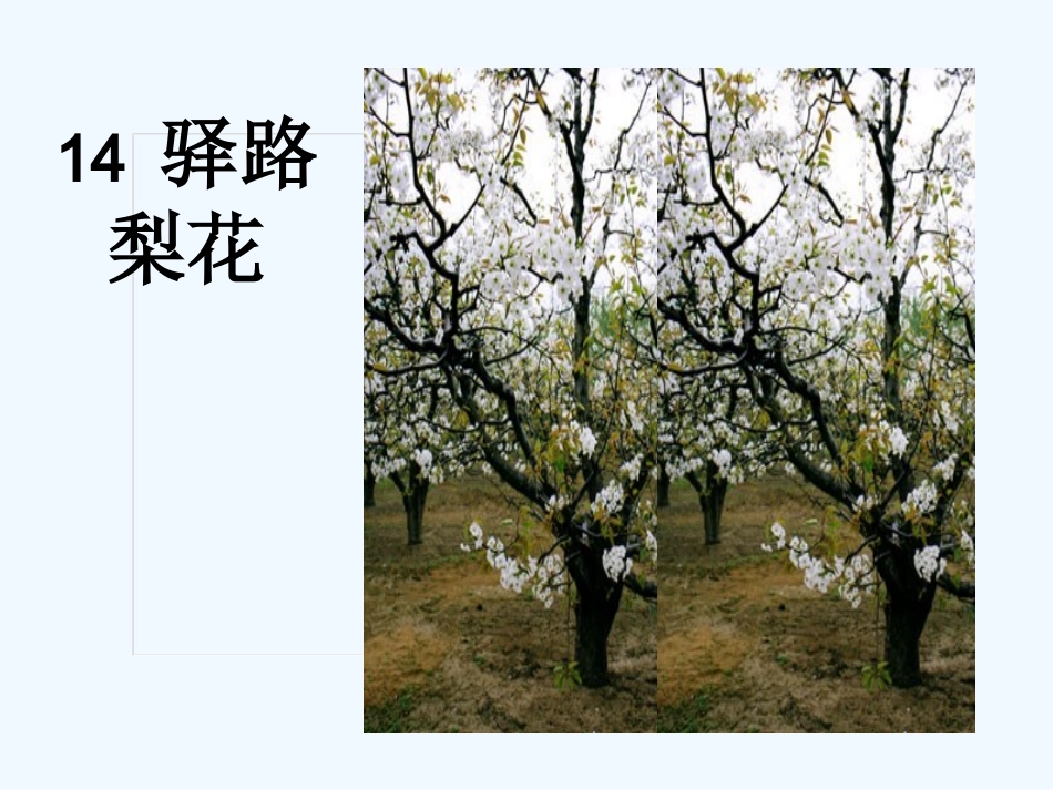 (部编)初中语文人教2011课标版七年级下册14《驿路梨花》_第1页