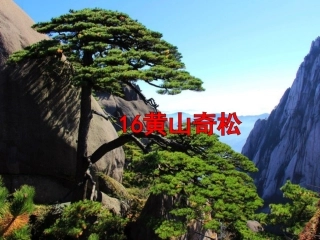 苏教版国标本五年级语文上册《黄山奇松》公开课PPT课件