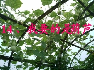 我要的是葫芦(语文)