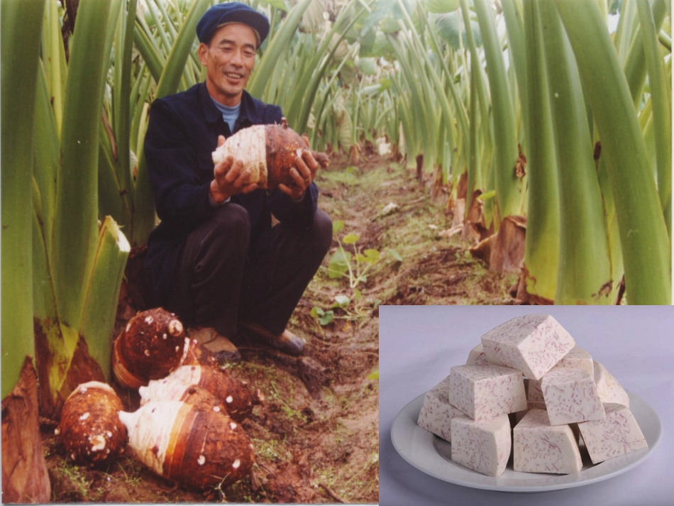 《我们这里的农产品》课件3_第3页