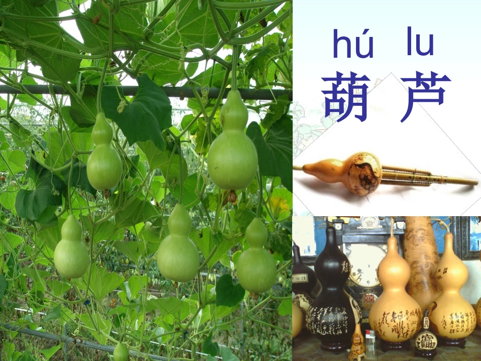 二语上我要的是葫芦课件_第1页