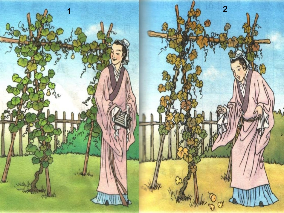 二语上我要的是葫芦课件_第3页