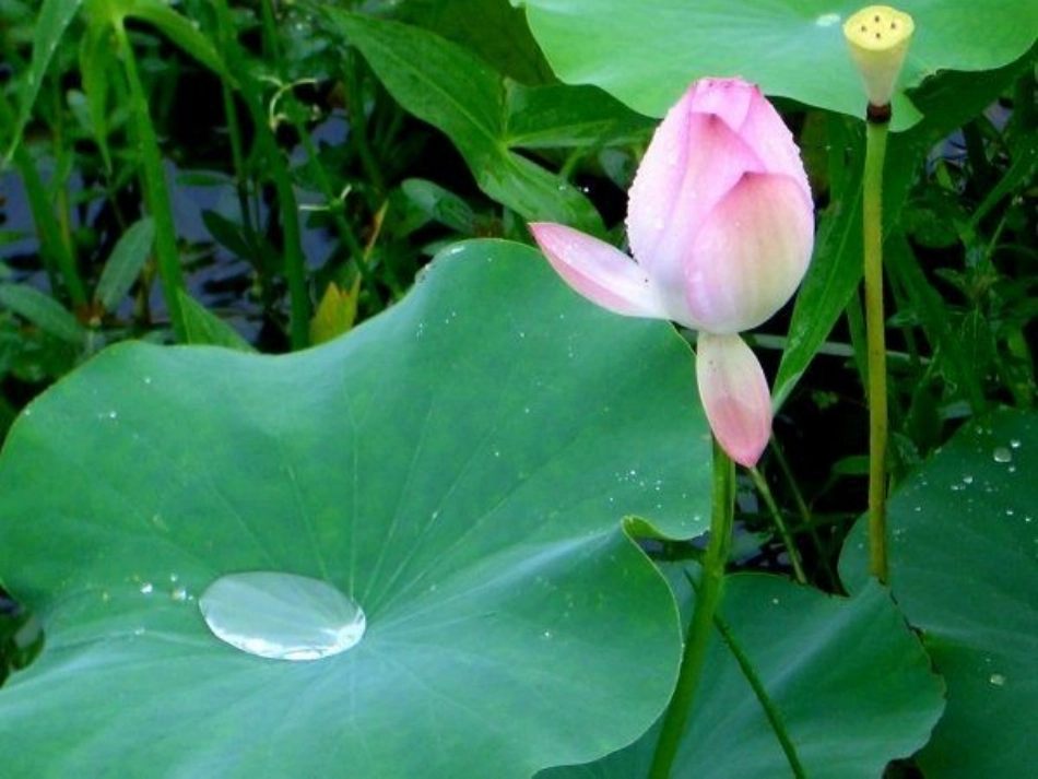 《雨后》课件1_第2页