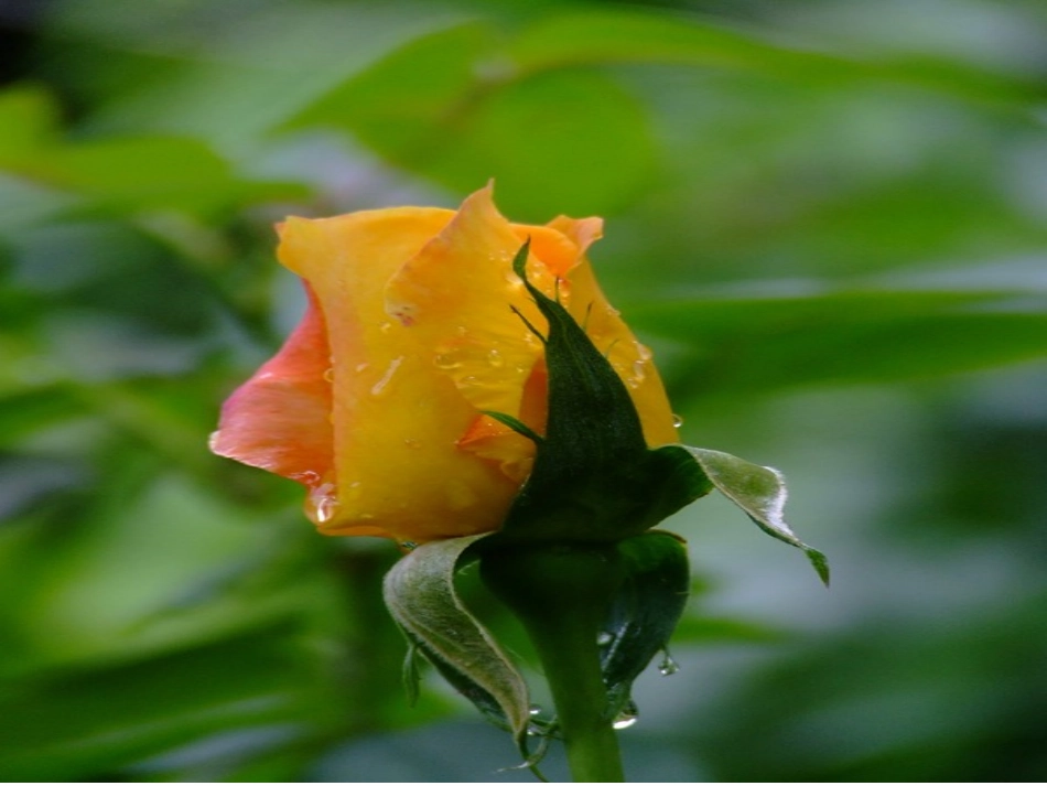 《雨后》课件1_第3页