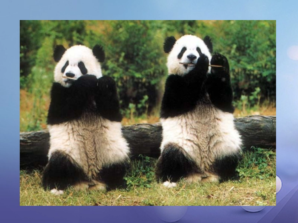 17.国宝----大熊猫_第3页