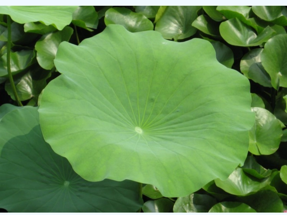 (部编)人教语文2011课标版一年级下册13、荷叶圆圆-(3)_第2页